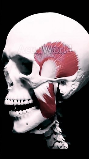 Bones | 3d Animation | Human Skeletal System | Muscles #bones #muscle