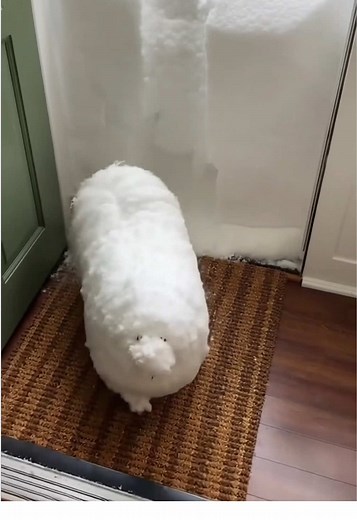 My Pomeranian is a Snowman!☃️