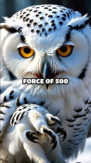 Snowy Owl vs. Peregrine Falcon: Aerial Battle