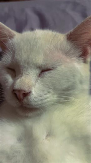 🧿 FeLe (@baby_brainy)’s videos with original sound - templatesjustforyou - TEMPLATES editfyptrend🍀