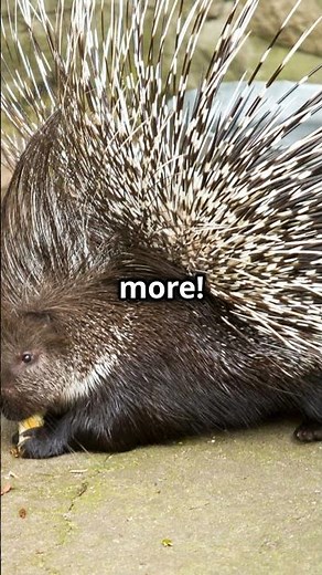 The Giant Porcupine! #facts #wildlife