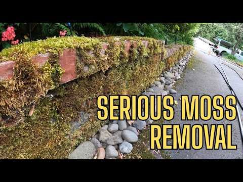 Some SERIOUS Moss, #pressurewashing, #ASMR, #satisfying,