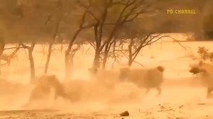 Shocking Moments When Painful Lions Are Attacked And Tortured By Africa's Deadliest Preys | Broken Home Diaries