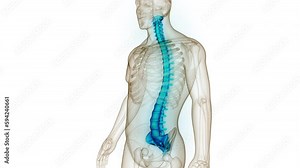 Spinal Cord Vertebral Column of Human Skeleton System Anatomy Animation Concept