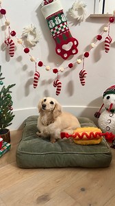 59K views · 6.7K reactions | Our furry friends deserve festive fun! Give your pets their own cute Christmas corner with affordable finds from World Market. 﫶Tell us about your pets in the comments! Shop this look at the LikeShop link in our bio. #WorldMarket #Christmas #HolidaySeason | World Market | Facebook
