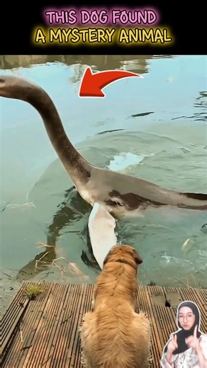 This Dog Couldn’t Stop Staring at a Mystery Animal #trending #wildlife #animals #shorts