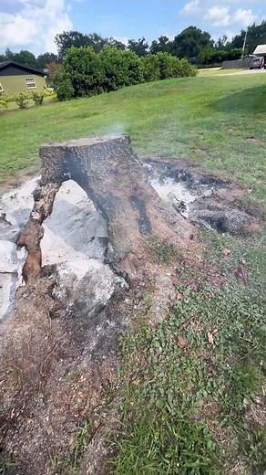 Cleaning Up a Burned Oak Tree Stump in Florida