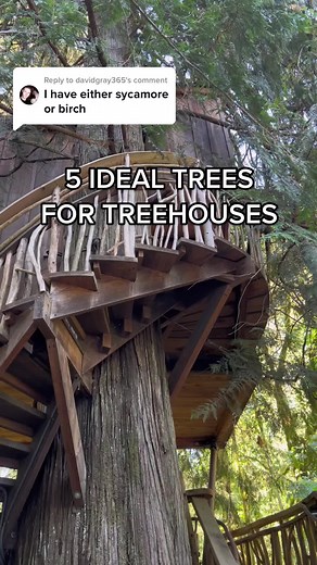 Nelson Treehouse on TikTok
