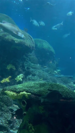 Relaxing Sharks, Rays, and More at the TN Aquarium 🦈 🐠 💦