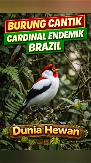 Brazil’s Hidden Bird With an Amazing Voice! 🔥🐦 #Shorts #birds #burung