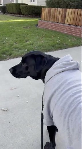 2 #funny #movie #love #cute #edit #film #animals #automobile #pets #puppy