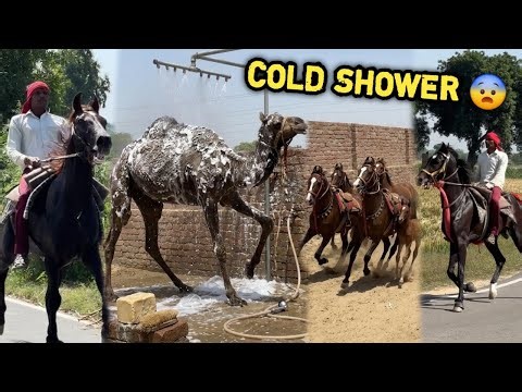 First Time At Our Farm 🥳Bathing Camel 😘Lekin Stables Mai Ja Kr Ghode Dra Diye 😢
