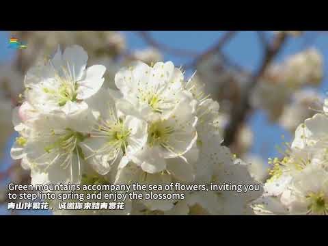 Cherry Blossoms in Full Bloom