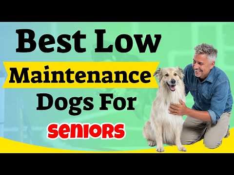 Top 10 Low Maintenance Dog Breeds for Seniors