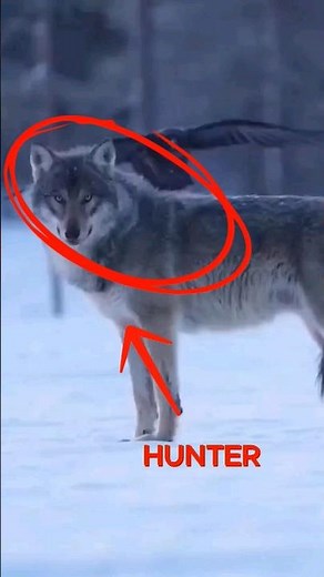 This Crow Leads Wolves to Food – But Why? #wildlife #wildlifeentertainment #animals #facts