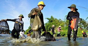 Hàng trăm người hò reo đánh bắt cá tại lễ hội hơn 300 năm tuổi