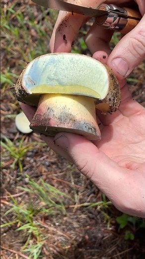 Mushroom ASMR: Red Stemmed Bitter Bolete (Caloboletus rubripes) in California
