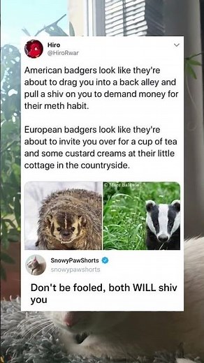 American vs European Badgers Look So Different