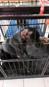 Nearly there and sterilised yesterday to keep her out of fights in future | Soi Dog Angels