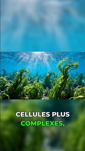 Oxygen is the key to the evolution of life!