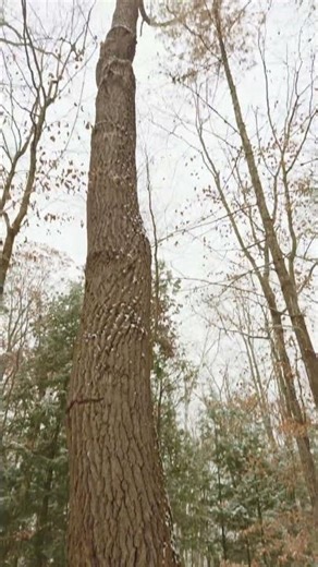 ഇവിടത്തെ മഞ്ഞ്… Pure Xmas Feel! ❄️🎄 #shorts #viralshorts #malayalamvlog