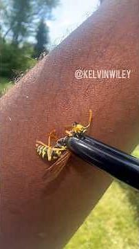 European Paper Wasp Sting! 💥