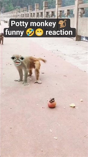 monkey potty funny 😂🤣 reaction #shorts #videos