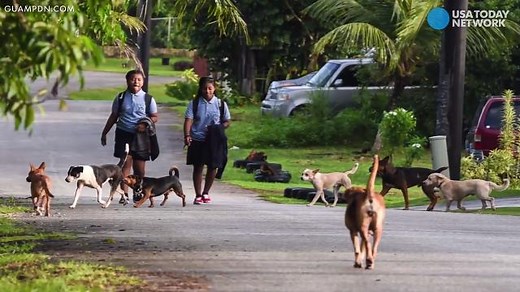 More than 25K dogs are on the loose in Guam