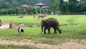 9.4K views · 975 reactions | Fun moments out of @elephantnaturepark! A new friend for Pyi Mai   Baby Pyi Mai has such a sweet and playful nature. Watch as she finds a new game to play with our rescued dog Today  | Trunks Up | Facebook