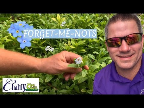 Water Forget-Me-Not - It's Unforgettable!!