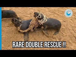 Two Seals Tied Together by a Net
