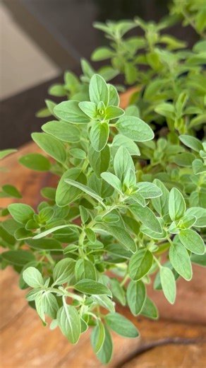 130 times stronger than lemon and 30 times stronger than garlic | Tavares good Tips