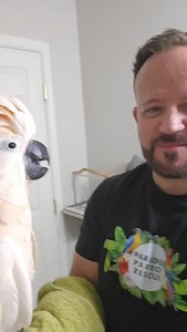 Available for adoption! Birdie the Mouluccan Cockatoo! Paradise parrot rescue is located in Tucson Arizona. Call us at 520-288-6310 to schedule a meet and greet! Support us online at paradiseparrotrescue.org #adoptdontshop #birds #parrot #fyp | Paradise Parrot Rescue