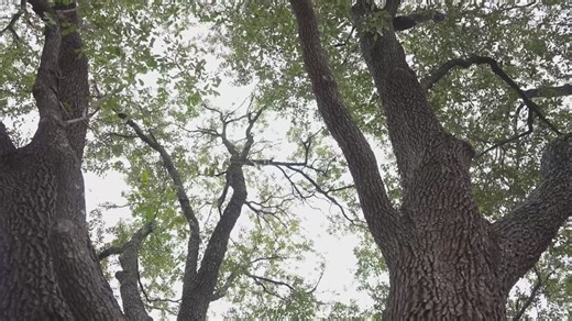 A quiet Dallas neighborhood fights to save their treasured live oaks from the silent threat of a devastating fungus