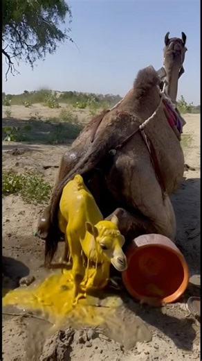 The lone female camel gave birth to a beautiful little calf, which was incredibly cute and healthy.