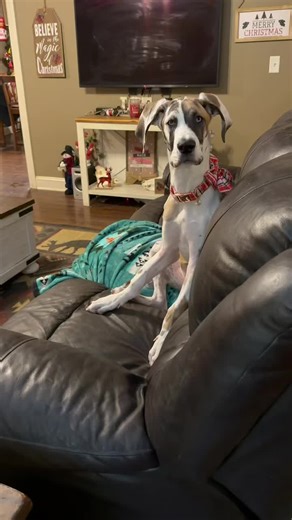 Clarabelle Strong on Instagram: "Hey y’all…… it’s me, Princess Clarabelle…💅🏻 Just so everyone is aware… I am ONE INCIDENT away from packing my toys and running away to Grandma’s house. I walked in today thinking I finally got my bean bag back, BUT NO… Twizzlebelle was on my pink princess bed… in a WICKER CHAIR… holding a PRIVATE MEETING about MY LIFE. He even made a PowerPoint. A WHOLE PRESENTATION. My leg got so mad it started kicking on its own. I had to climb on the couch, look Mom in the e