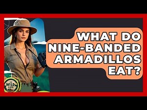 What Do Nine-banded Armadillos Eat? - The Wild Life Explorer