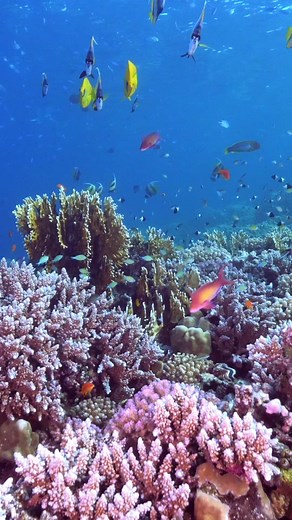 Exploring the Pristine Coral Reefs of Egypt's Red Sea