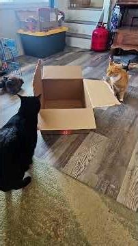 Who will conquer the mighty box? 😂 #cats #orangecat #funnycats
