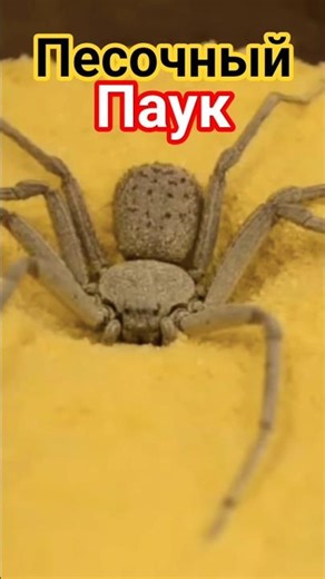 Sand Spider!! Africa's deadliest spider!