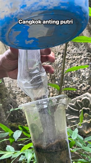 99 reactions · 169 comments | Air leyering #bonsai #tutorial | Ipink Ipunk | Facebook