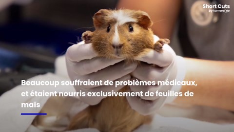 Accumulation compulsive : plus de 400 cobayes sauvés d'une maison à Los Angeles