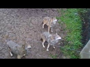 Feeding the wolves, Zoo/Tiergarten Worms, Germany / Wolfsfütterung