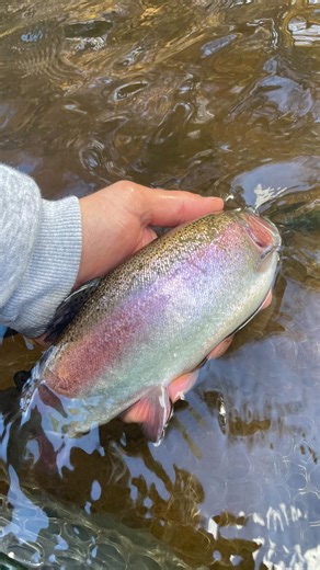 Maine Fly Guys on Reels