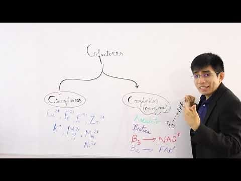 Cofactors: Inorganic and organic (coenzymes)