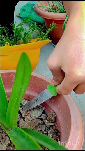 Lily plant ☘️
