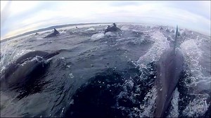 NATURE DOLPHINS: SPY IN THE POD, part 1/2 Wednesday at 9pm on ETV The camera eyes of 13 ingenious Spy Creatures, including Spy Dolphin, Spy Nautilus and Spy Turtle, capture the dolphins' "superpod" behavior never filmed before. Infiltrate the social world of dolphins from strange gatherings to gang rivalries. | South Carolina ETV