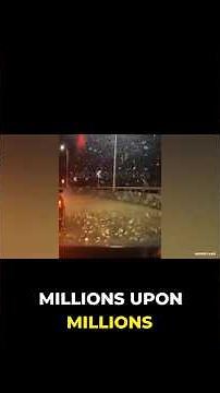 What REALLY Happens When Millions of Flies Take Over a Bridge