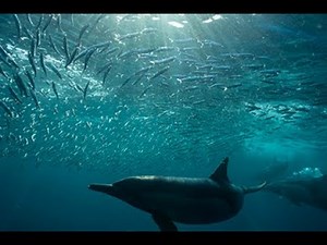 TRAILER: The Ocean's Greatest Feast by Danielle Govender