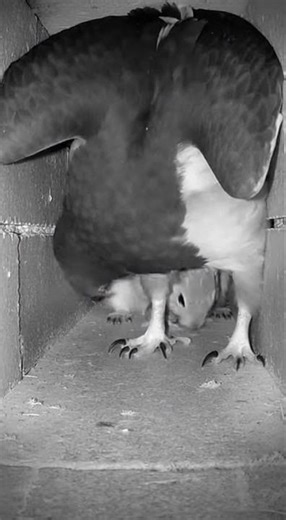 Sudden Shadow at a Stone Crevice Nest Entrance
